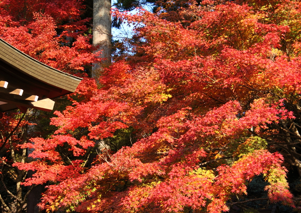 京都三千院＿紅葉7