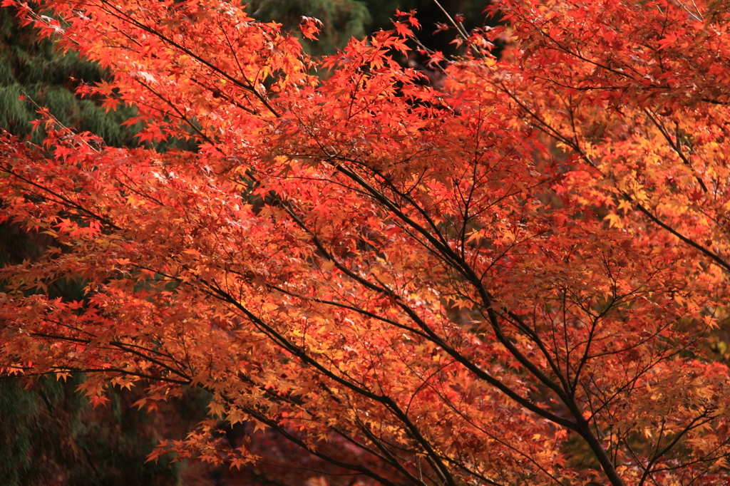 京都三千院＿紅葉1