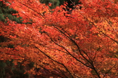 京都三千院＿紅葉1
