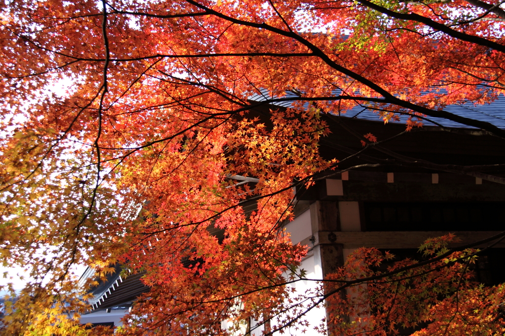 京都三千院＿紅葉6