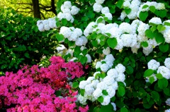 あじさいの花