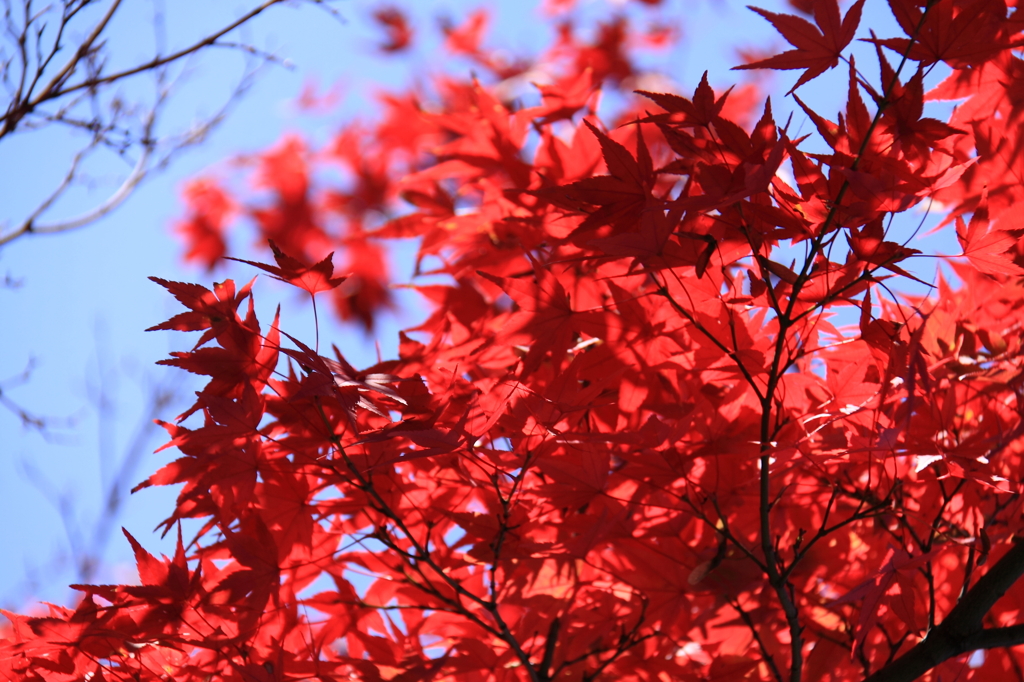 京都清水寺＿紅葉3