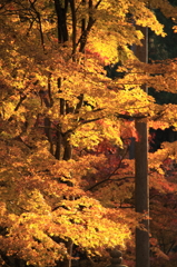 京都三千院＿紅葉5