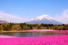 富士芝桜祭り1