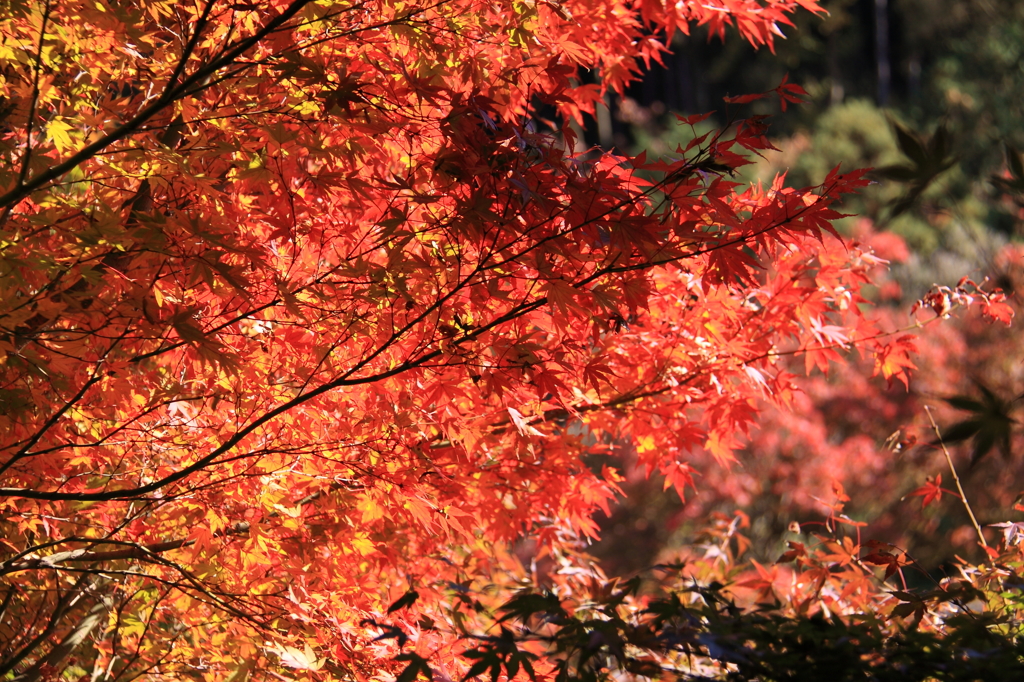 京都清水寺＿紅葉4