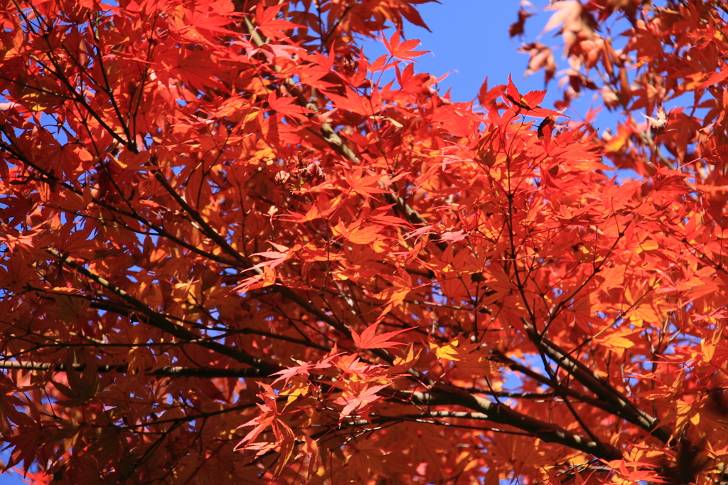 京都清水寺＿紅葉5
