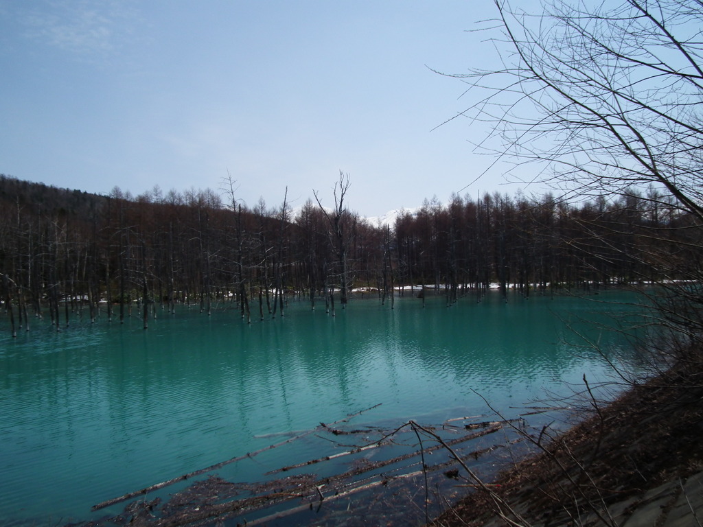 美瑛　青い池（20100506）