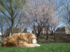 桜　こうすけ（20100511）