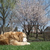 桜　こうすけ（20100511）