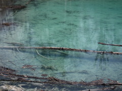 美瑛　青い池（20100506）