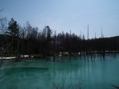 美瑛　青い池（20100506）