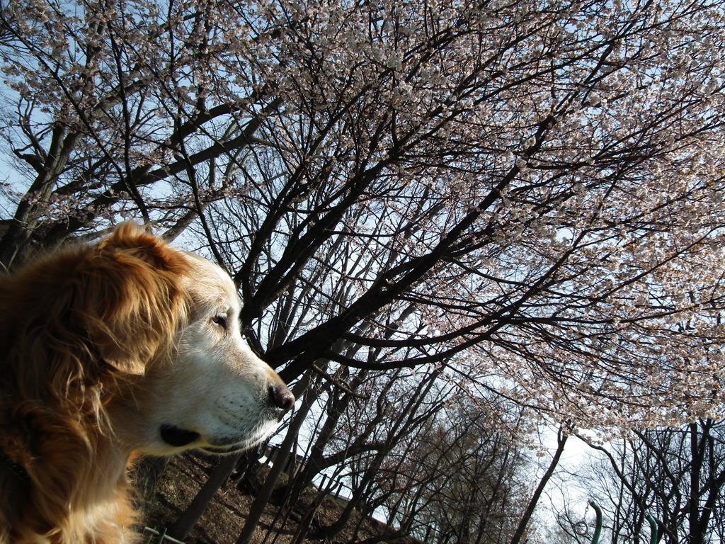 桜　こうすけ（20100511）
