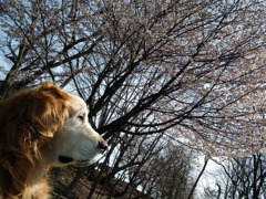 桜　こうすけ（20100511）