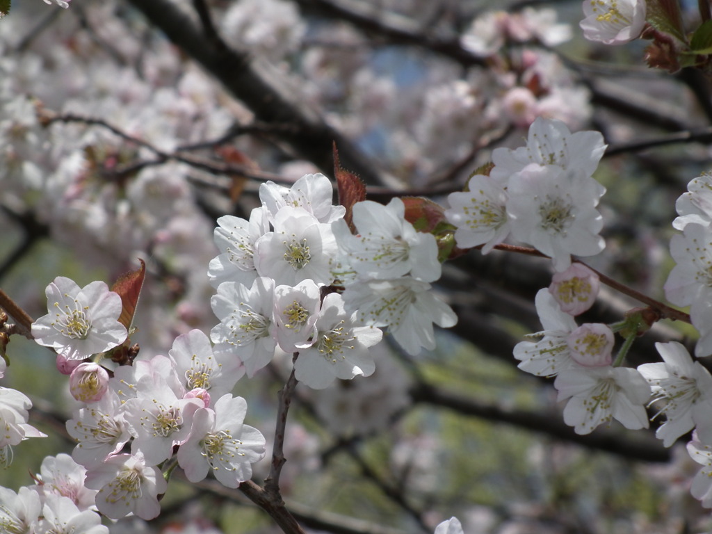 桜　こうすけ（20100511）