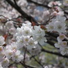 桜　こうすけ（20100511）
