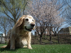 桜　こうすけ（20100511）