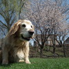 桜　こうすけ（20100511）