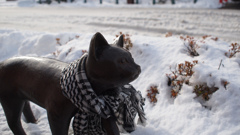 4451827974_402f291e0f_b