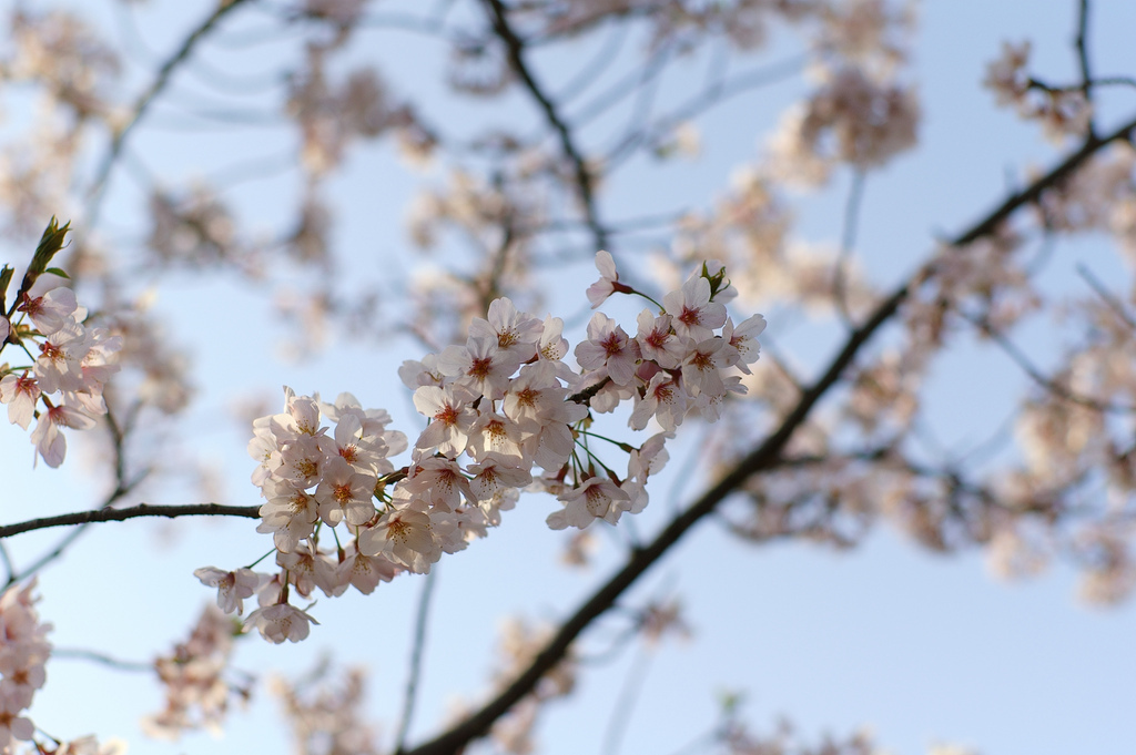 4486296849_e4b9a67a8e_b