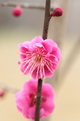 紅梅