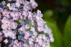 hydrangea 2