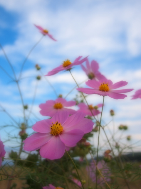 コスモス