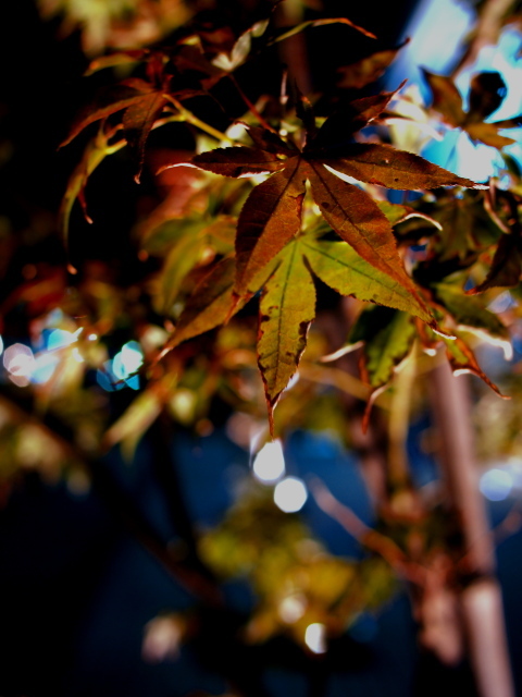 紅葉一歩前