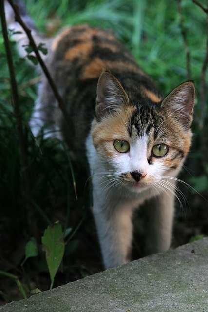 公園の猫