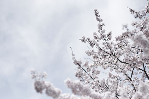 桜雪・・