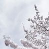 桜雪・・