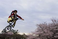 空・桜・飛ぶ・・