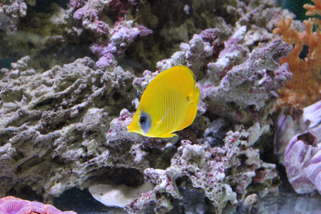 ゴールデンバタフライ(in my aquarium)
