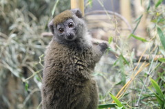 メガネザル風(in UENO ZOO)