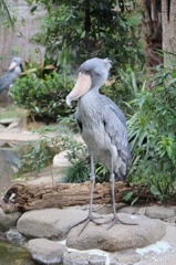 ハシビロコウ(in UENO ZOO)