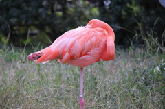 フラミンゴ(in UENO ZOO)