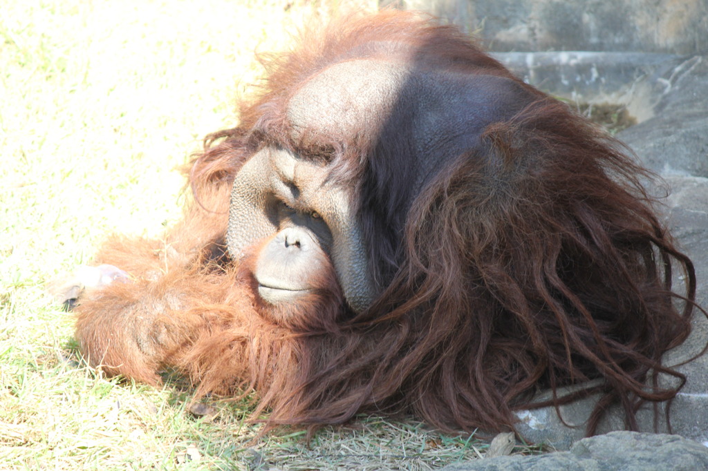 オランウータン(in ZOORASIA)