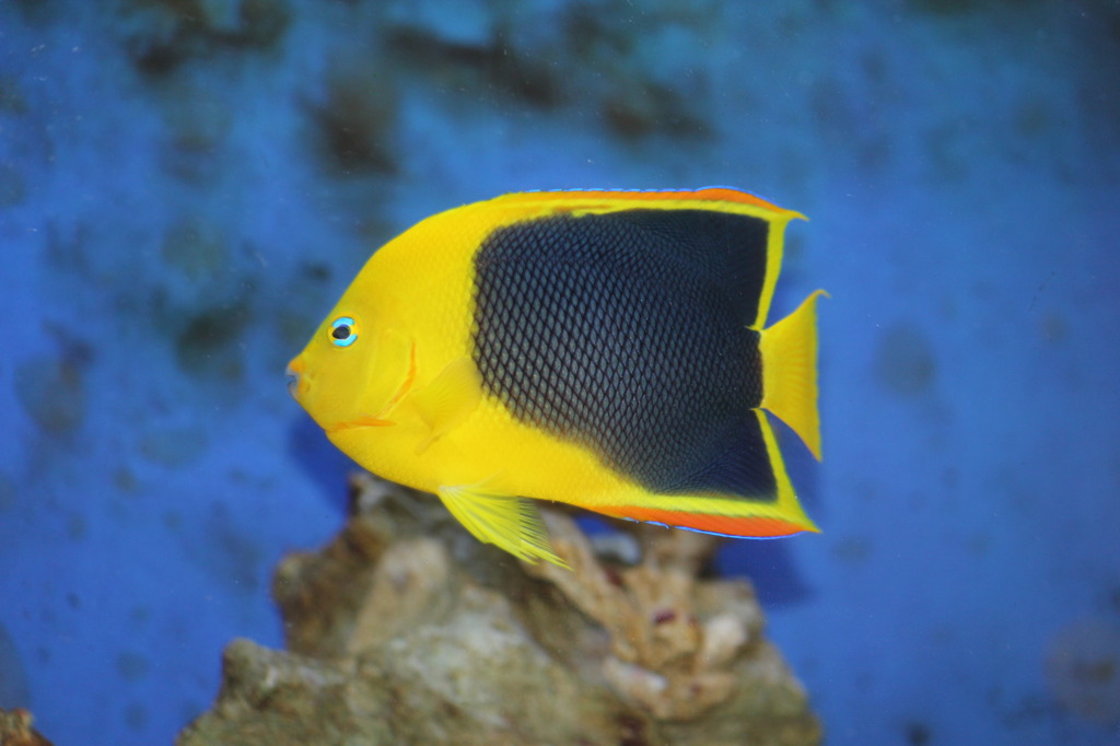 ロックビューティー（ブラジル）(in my aquarium)