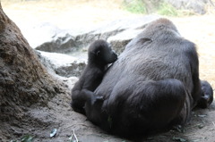 ゴリラ (in UENO ZOO)