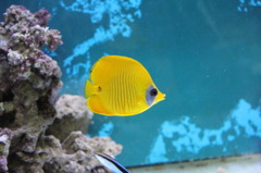 ゴールデンバタフライ(in my aquarium)
