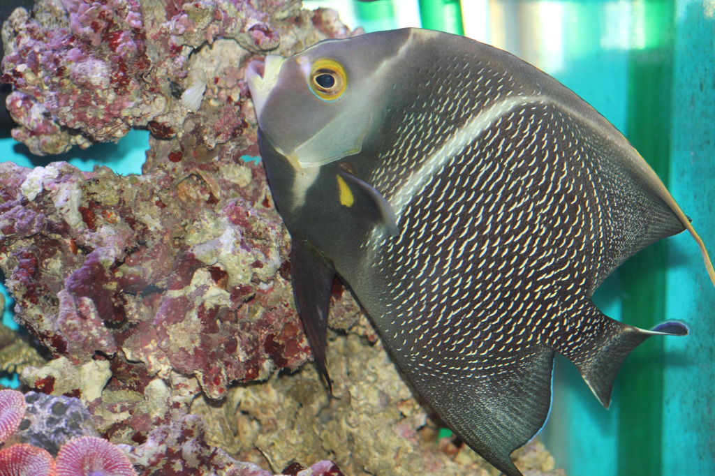 フレンチエンゼル(in my aquarium)