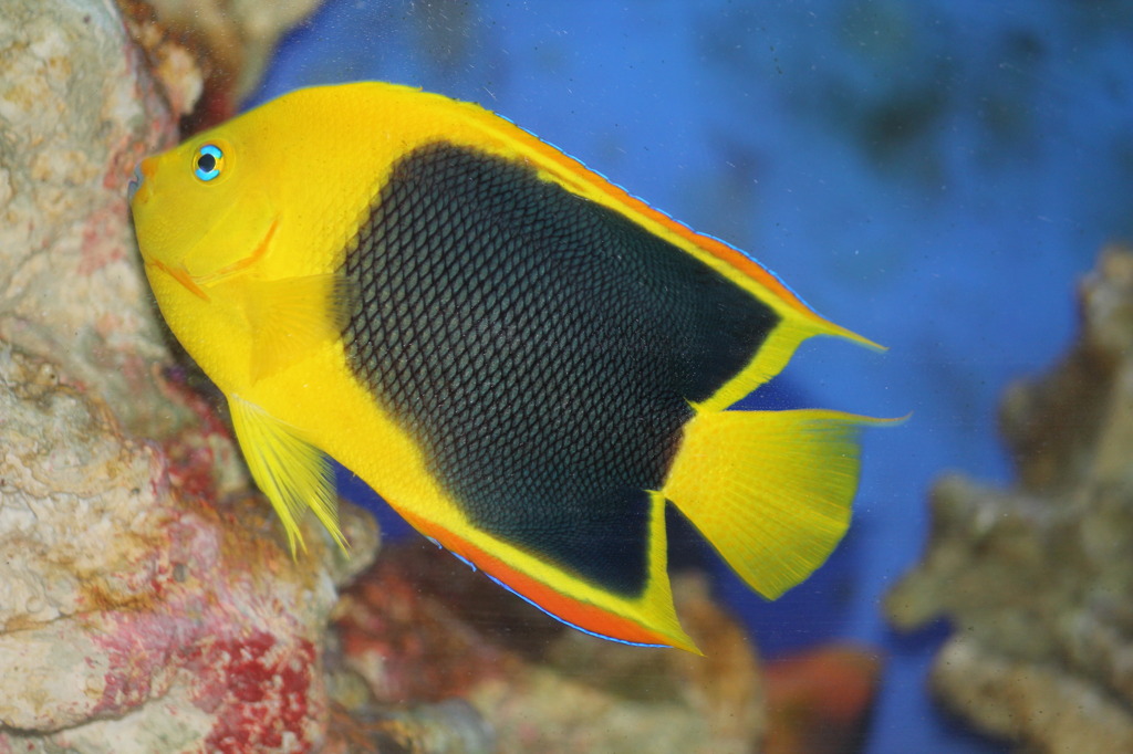 ロックビューティー（ブラジル）３(in my aquarium)