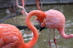 フラミンゴ(in UENO ZOO)