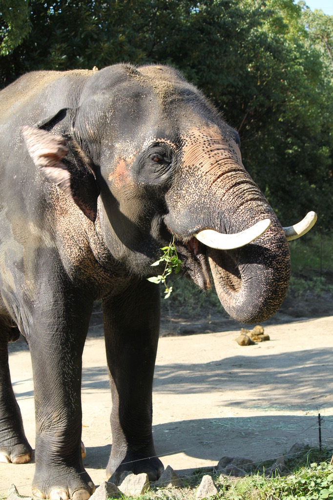 アジアゾウ(in ZOORASIA)