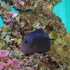 パープルタン(in my aquarium)