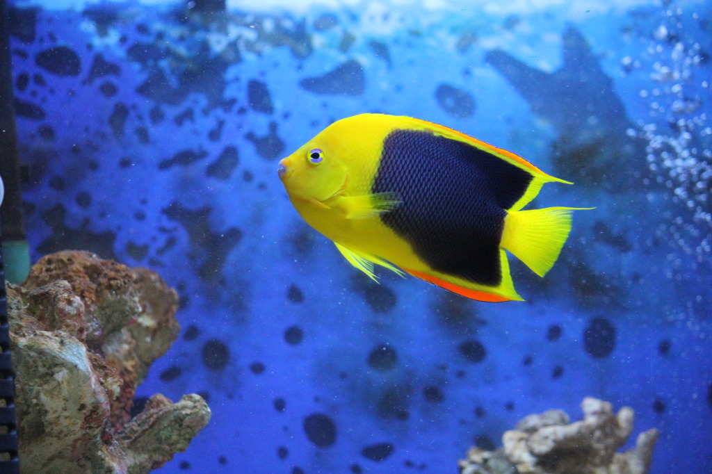 ロックビューティ（ブラジル）(in my aquarium)