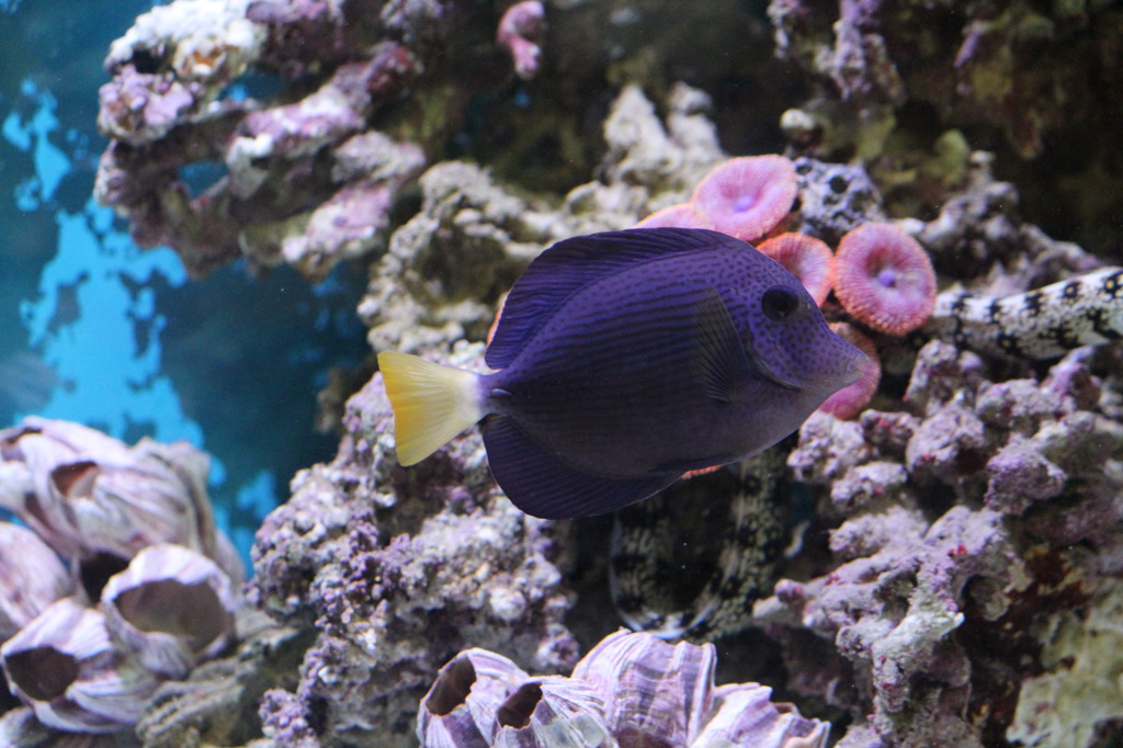 パープルタン(in my aquarium)
