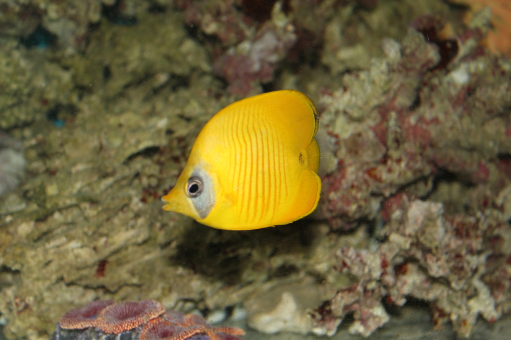 ゴールデンバタフライ(in my aquarium)