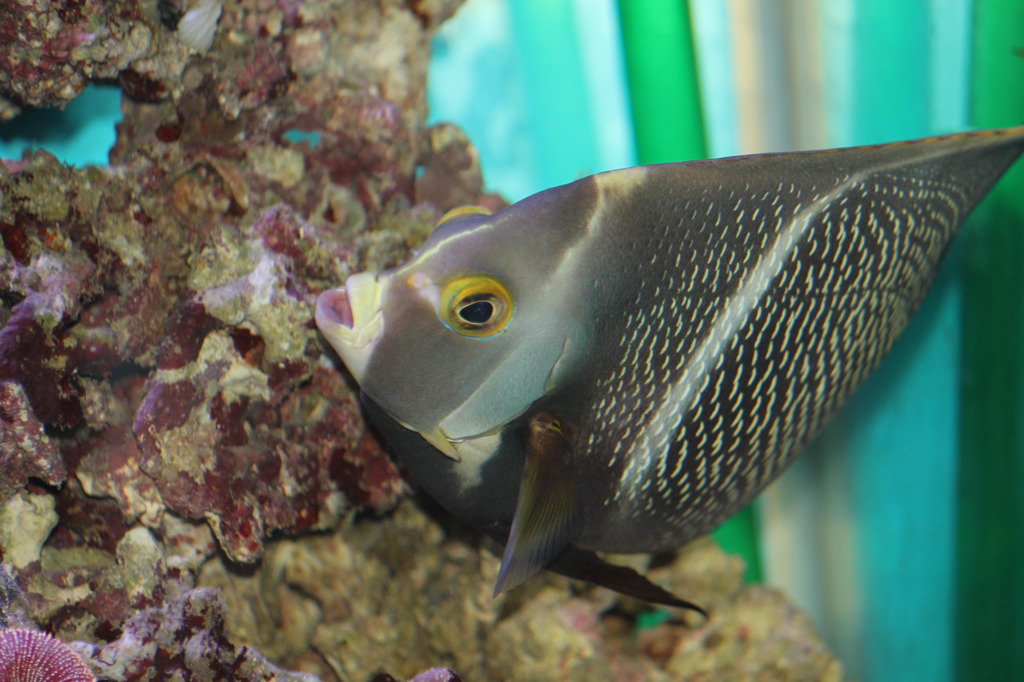 フレンチエンゼル(in my aquarium)
