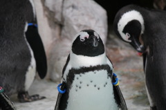 ペンギン(in UENO ZOO)