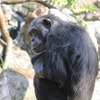 チンパンジー(in ZOORASIA)